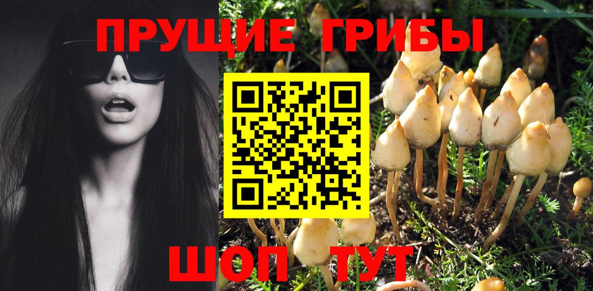 Галлюциногенные грибы Psilocybe Сегежа